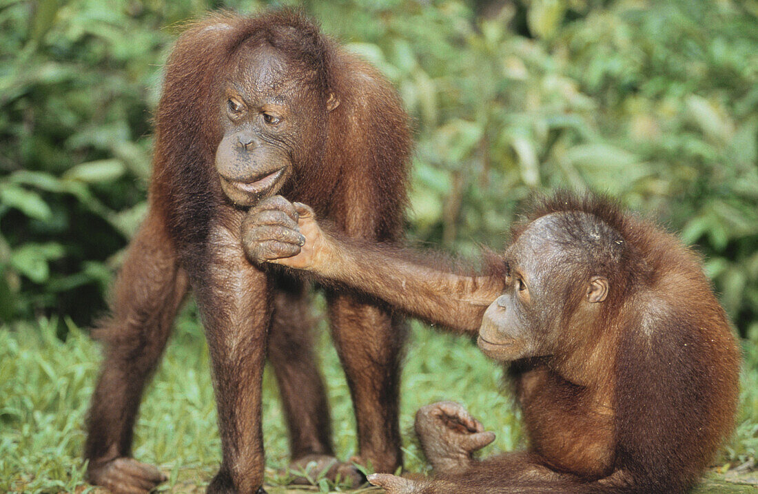 Two Orangutans, Pongo pygmaeus, Gunung Leuser National Park, Sumatra, Indonesia, Asia