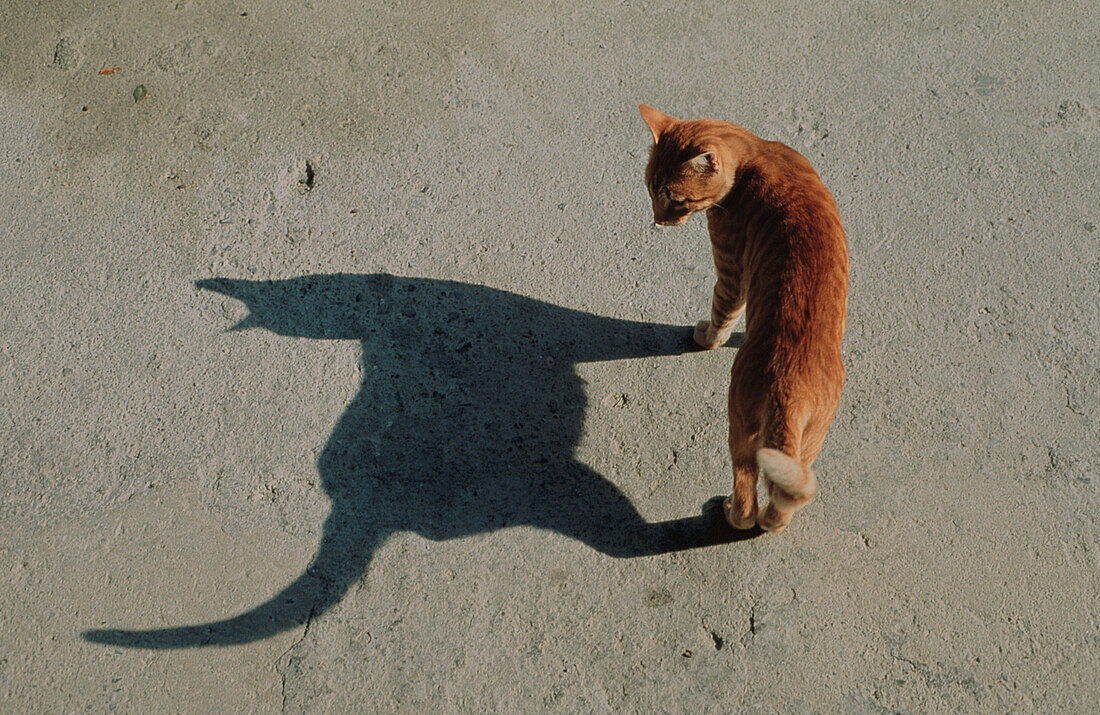 Leo de Wys, Katze mit Schatten