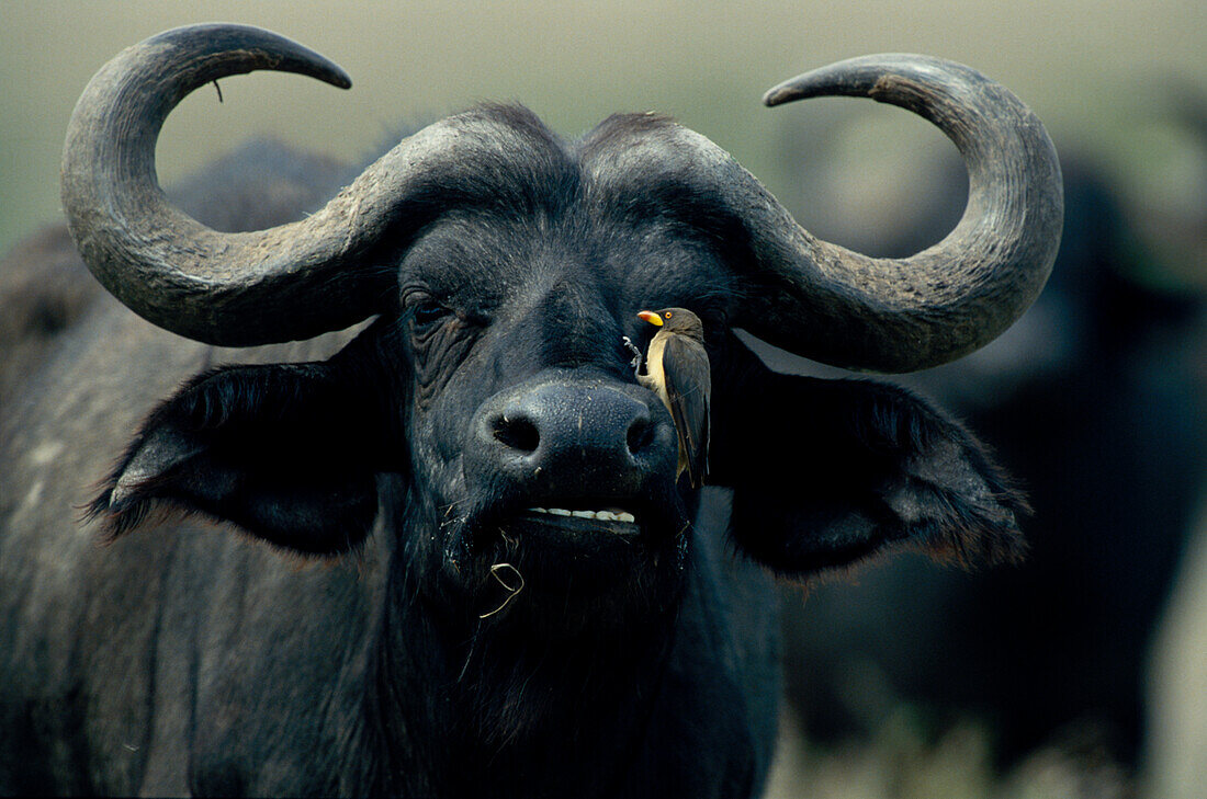 Afrikanischer Büffel, Afrika