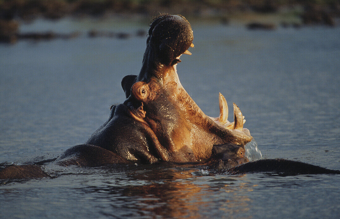 Flusspferd mit offenen Mund im Wasser, Nilpferd, Säugetier, Afrika