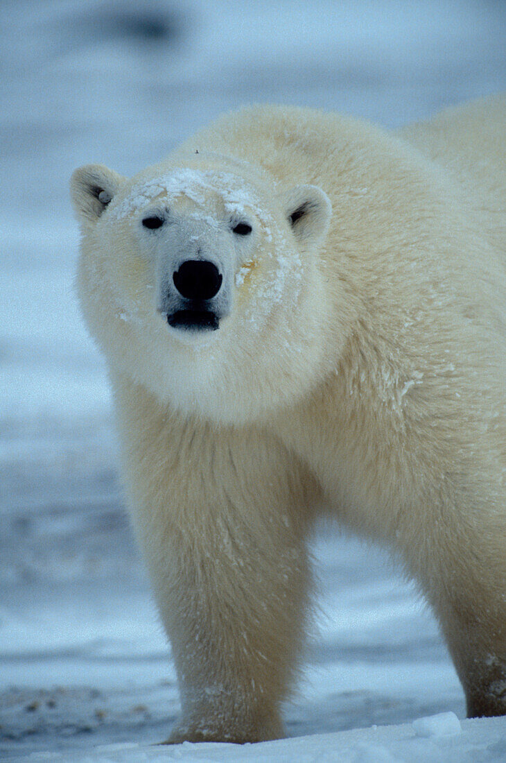 Leo de Wys Eisbär Eisbär