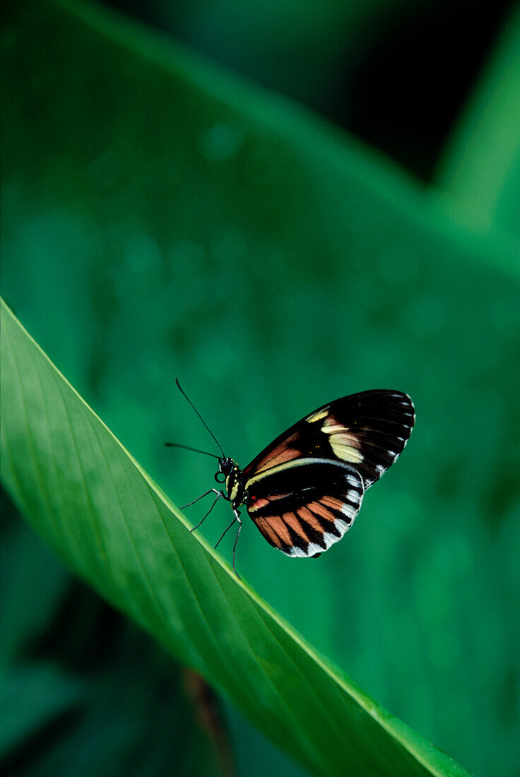Schmetterling Tropen