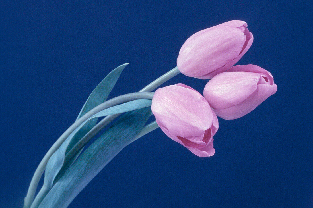 Blume Tulpe