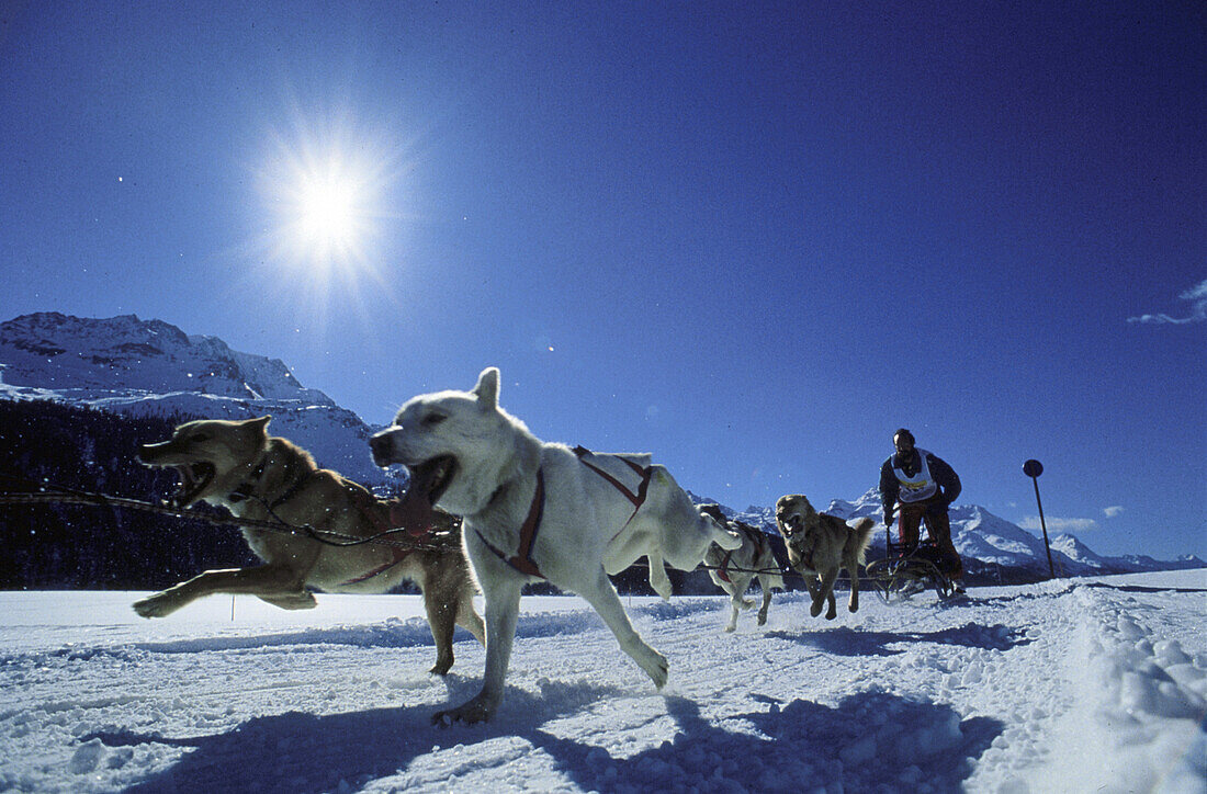 Dogsled race under blue sky