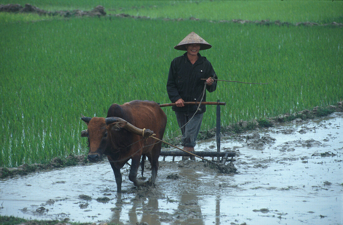 Reisernte, Vietnam