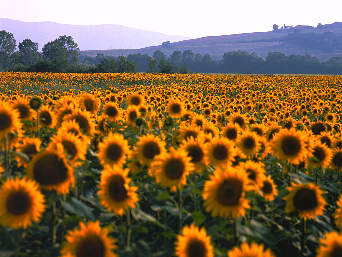 Sonnenblumen auf einem Feld im Abendlicht, Toskana, Italien, Europa