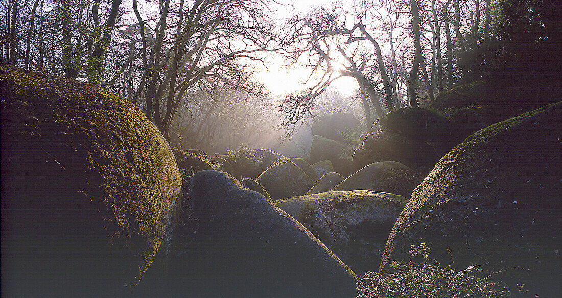 Bäume und moosbewachsene Steine im Sonnenlicht, Huelgoat, Finistère, Bretagne, Frankreich, Europa