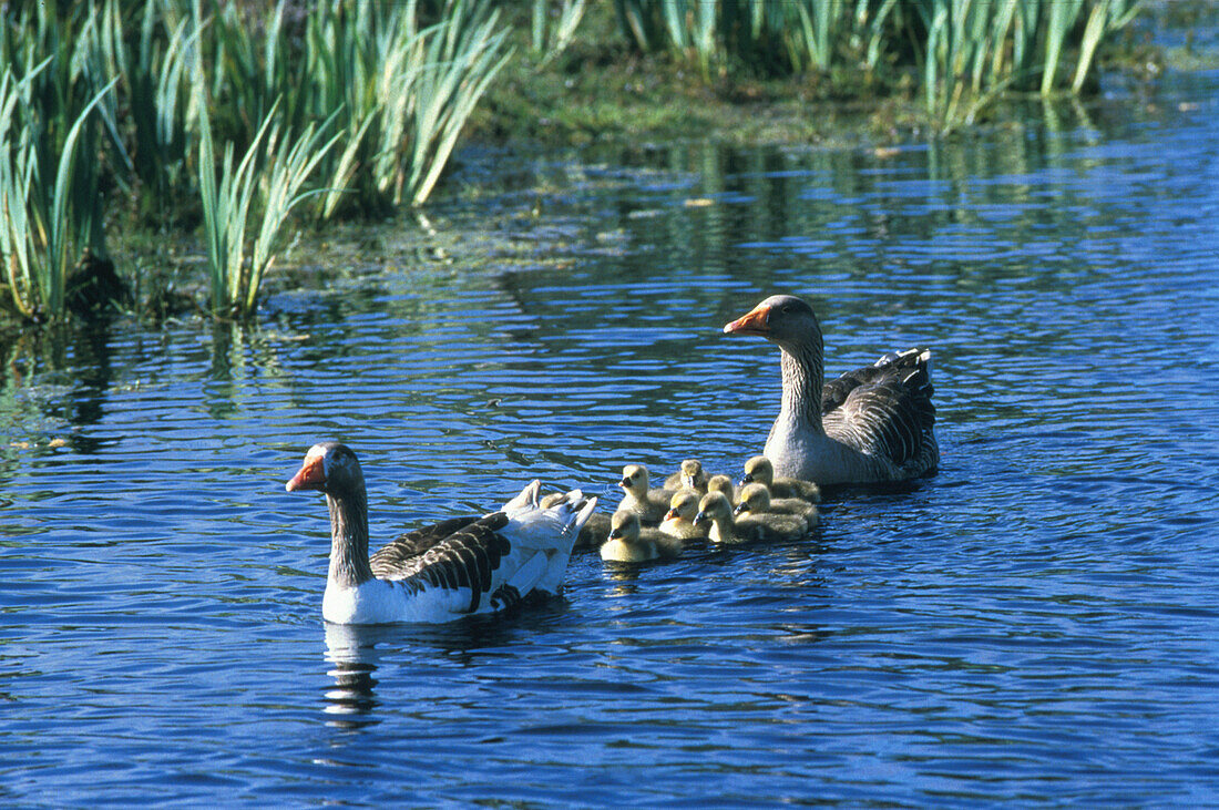 Gänsefamilie