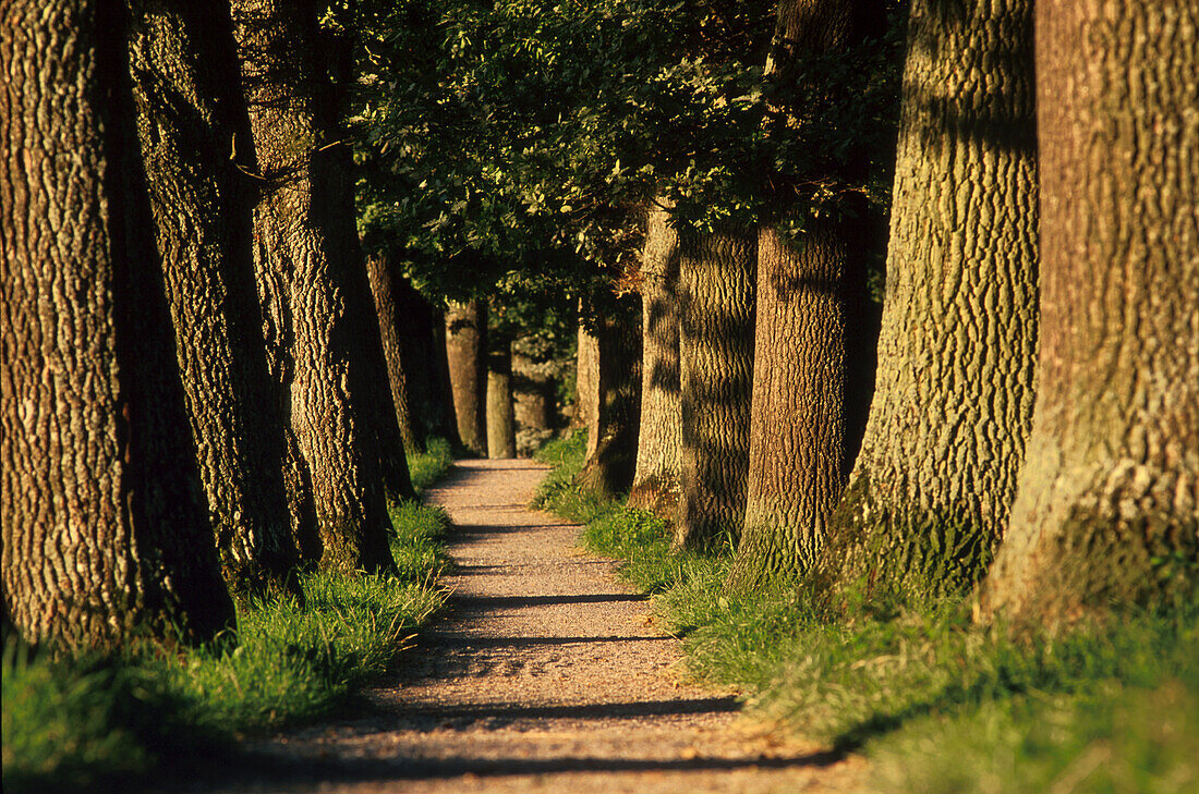 Tree lined allee with path, Landscape, Nature