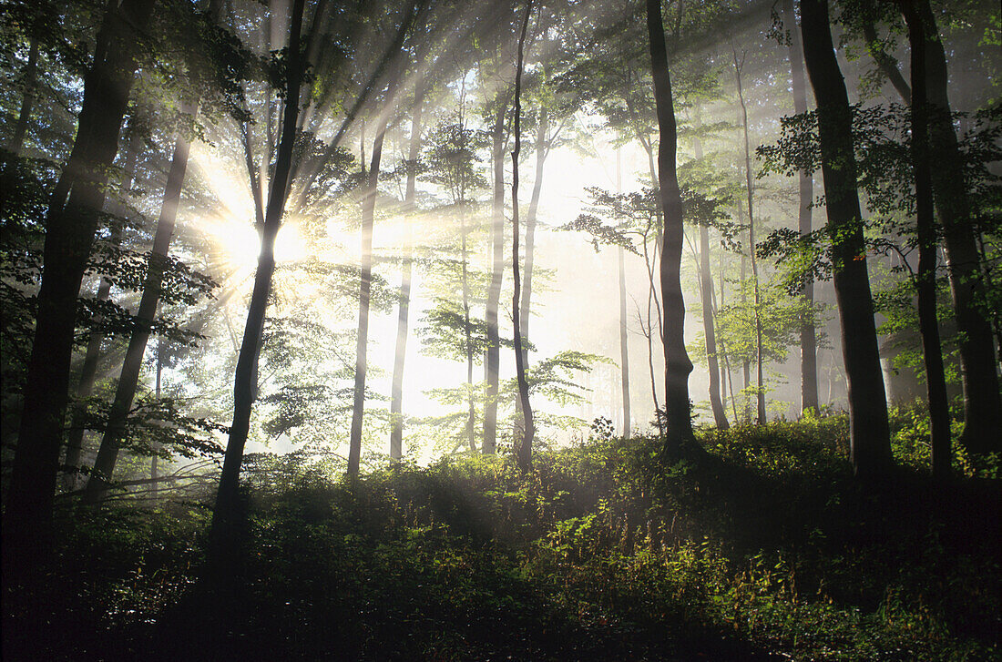 Beech Grove in the morning light, Upper Baveria, Bavaria