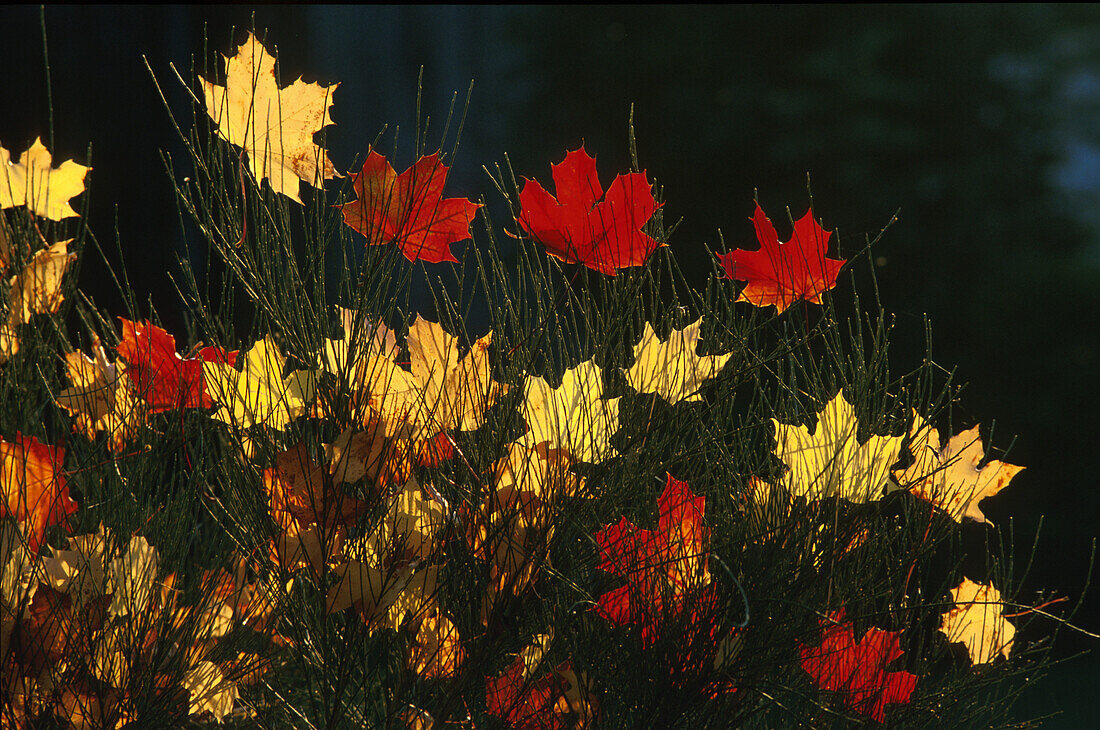 Herbstblätter