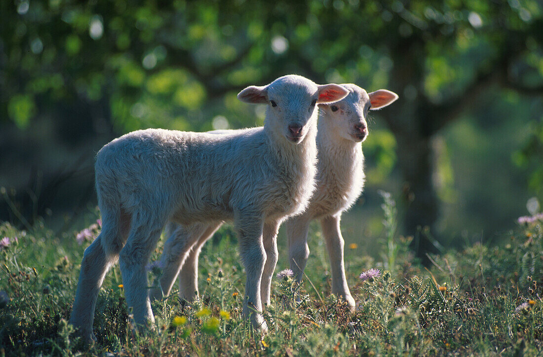 Lambs on a meadow in the sunlight, Majorca, Spain, Europe