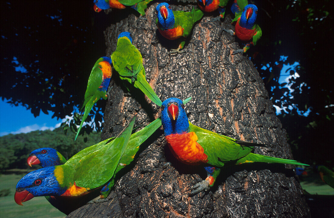Loris, Papageien an einem Baumstamm, Queensland, Australien