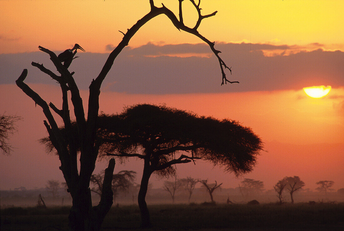 Bäume im Sonnenuntergang, Kenia, Afrika