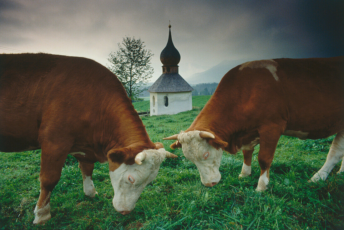 Two cows on meadow, Chiemgau, Upper Bavaria