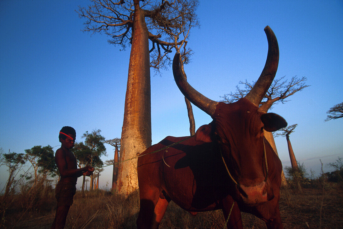 Junge mit Zebu, Morundava, Madagaskar