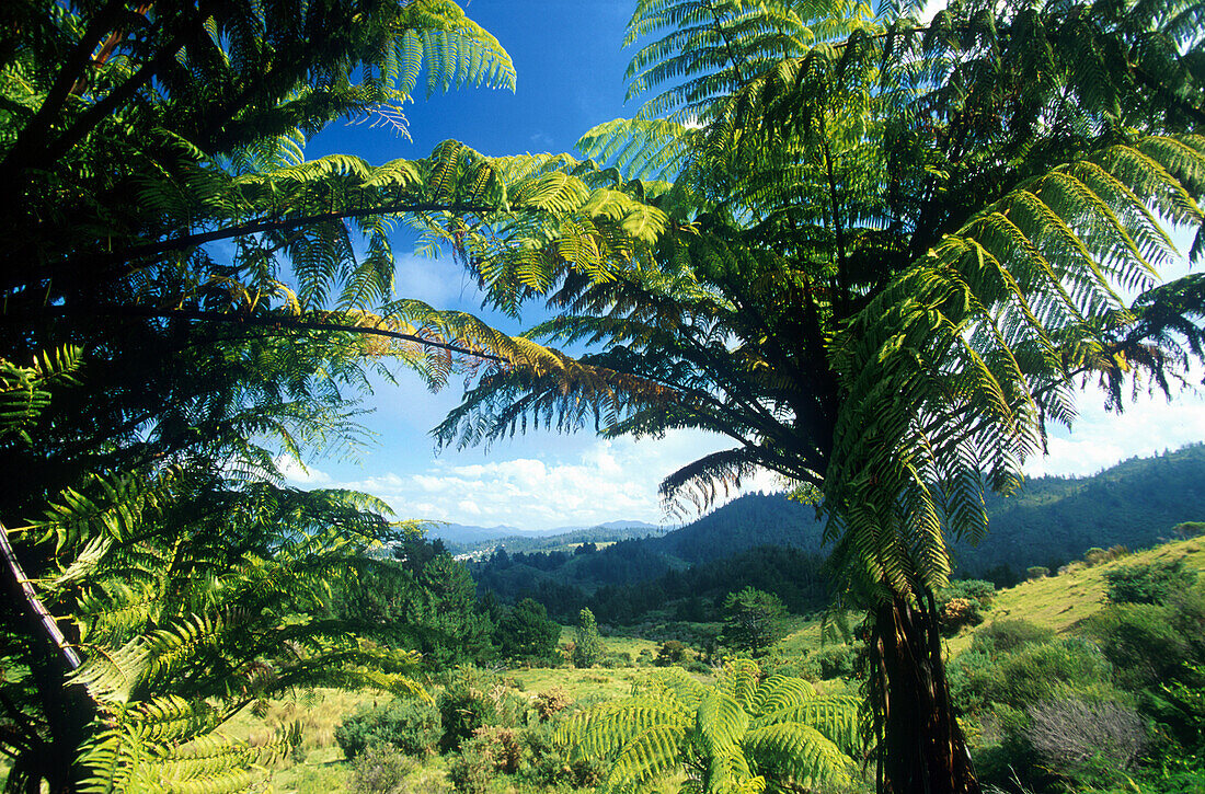 Farnbaum, Coromandel Nordinsel, Neuseeland