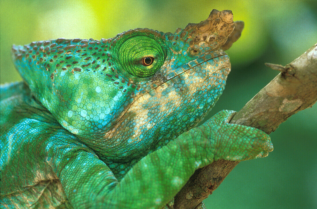 Parsons Chameleon, Madagascar