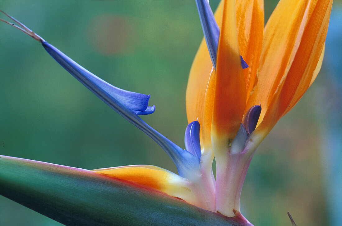 Strelizia Gran Canaria, Spanien