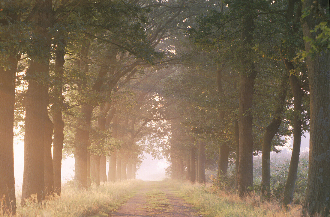 Bäume einer Allee in der Abendsonne