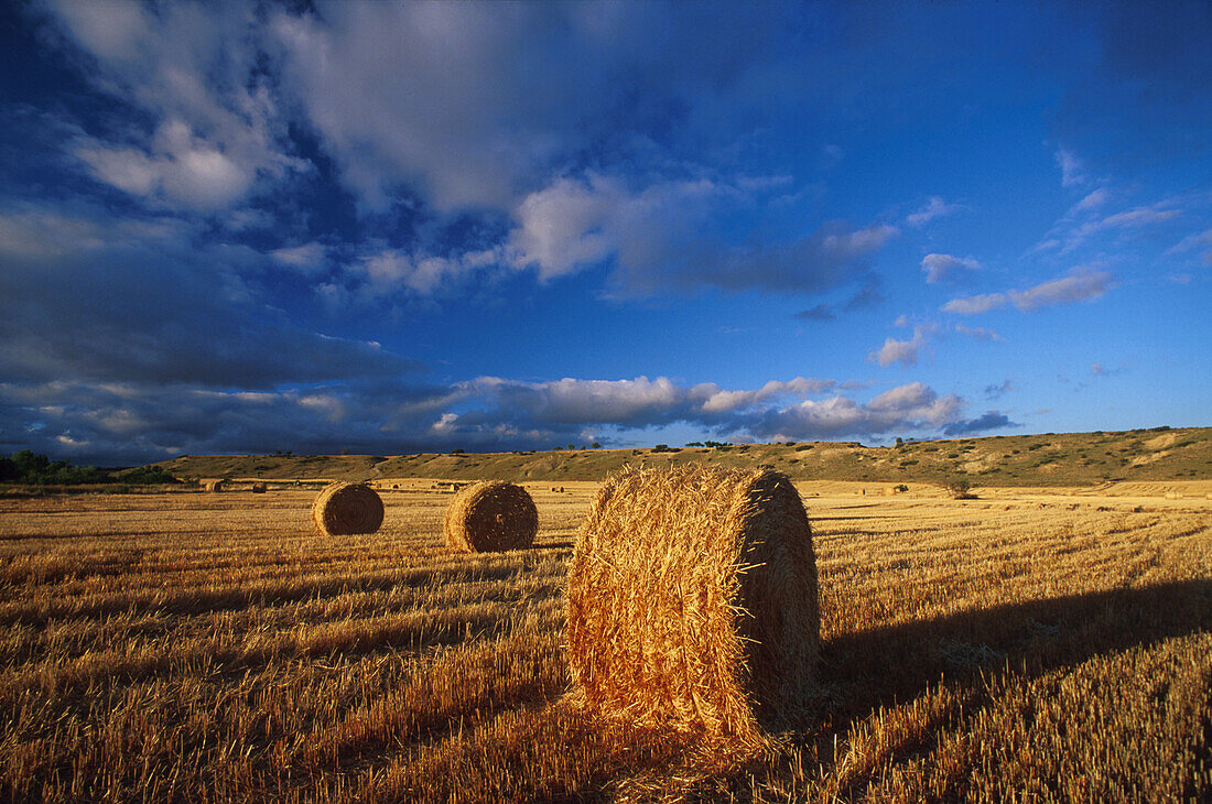 Weizenfelder bei Pamplona Spanien