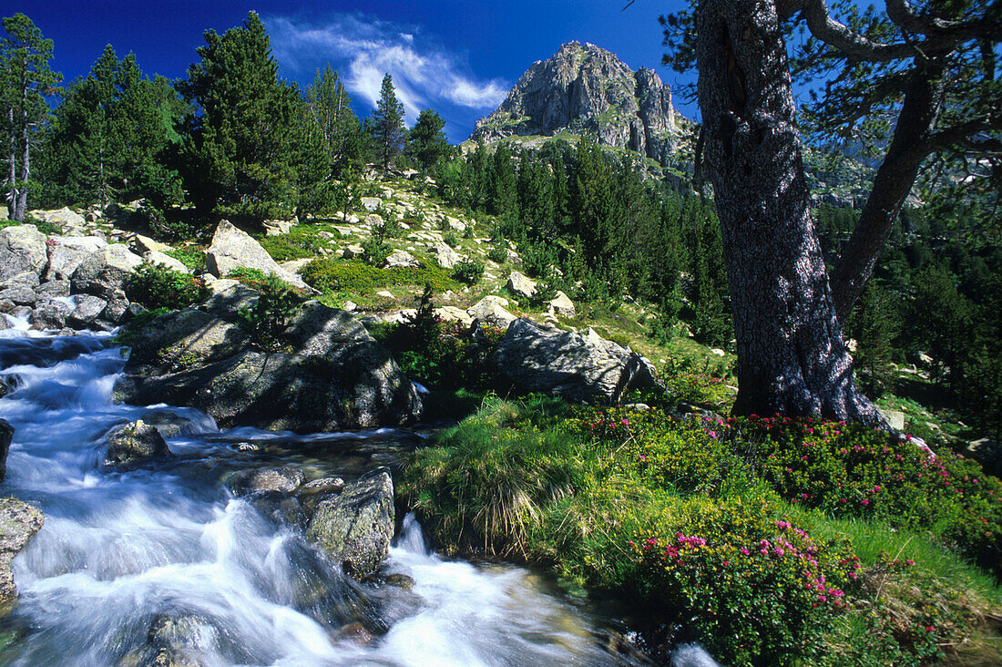 Katalonische Berglandschaft mit Bergbach, Katalonien, Spanien