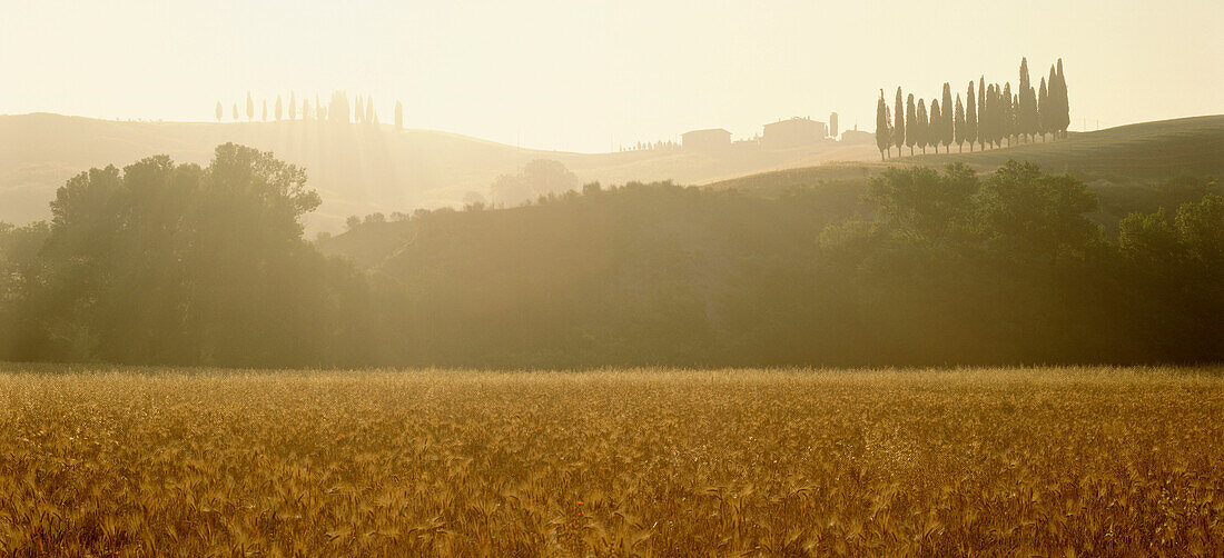 Zypressen, Bauernhof, Feld, Landschaft mit Hügeln, Sonnenaufgang in der Val'd Orcia, Toskana, Italien