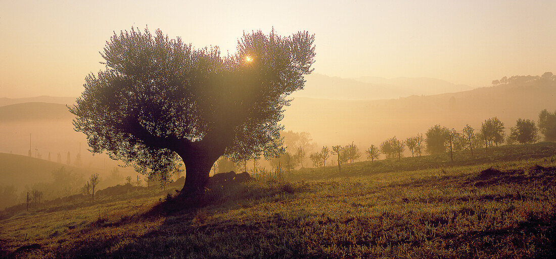 Olivenbaum bei Pienza Toskana, Italien