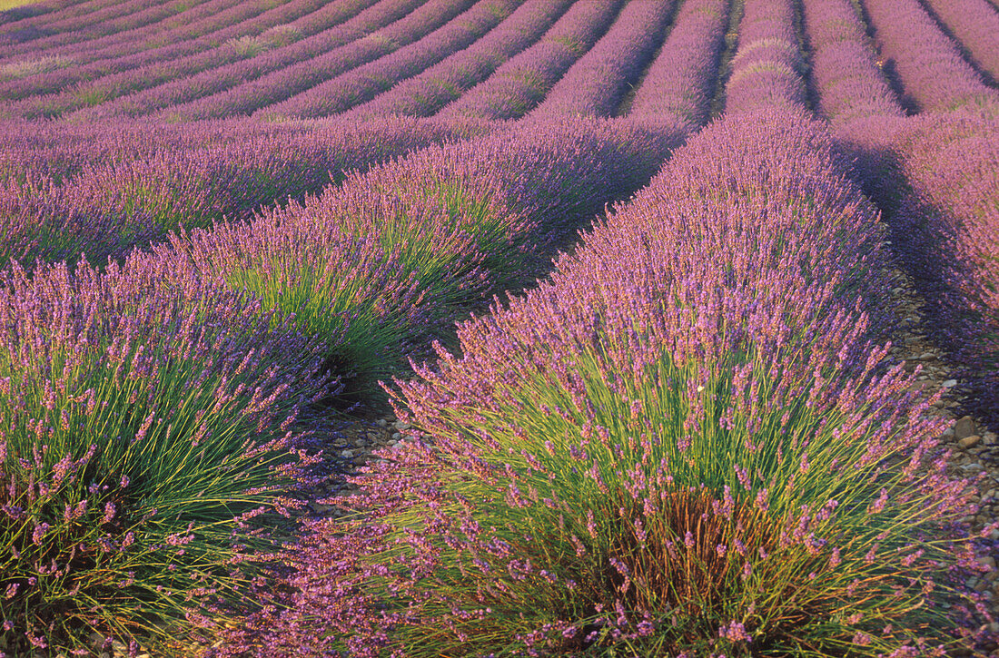 Lavendelfeld im Sonnenlicht, Valensole, Provence, Frankreich, Europa