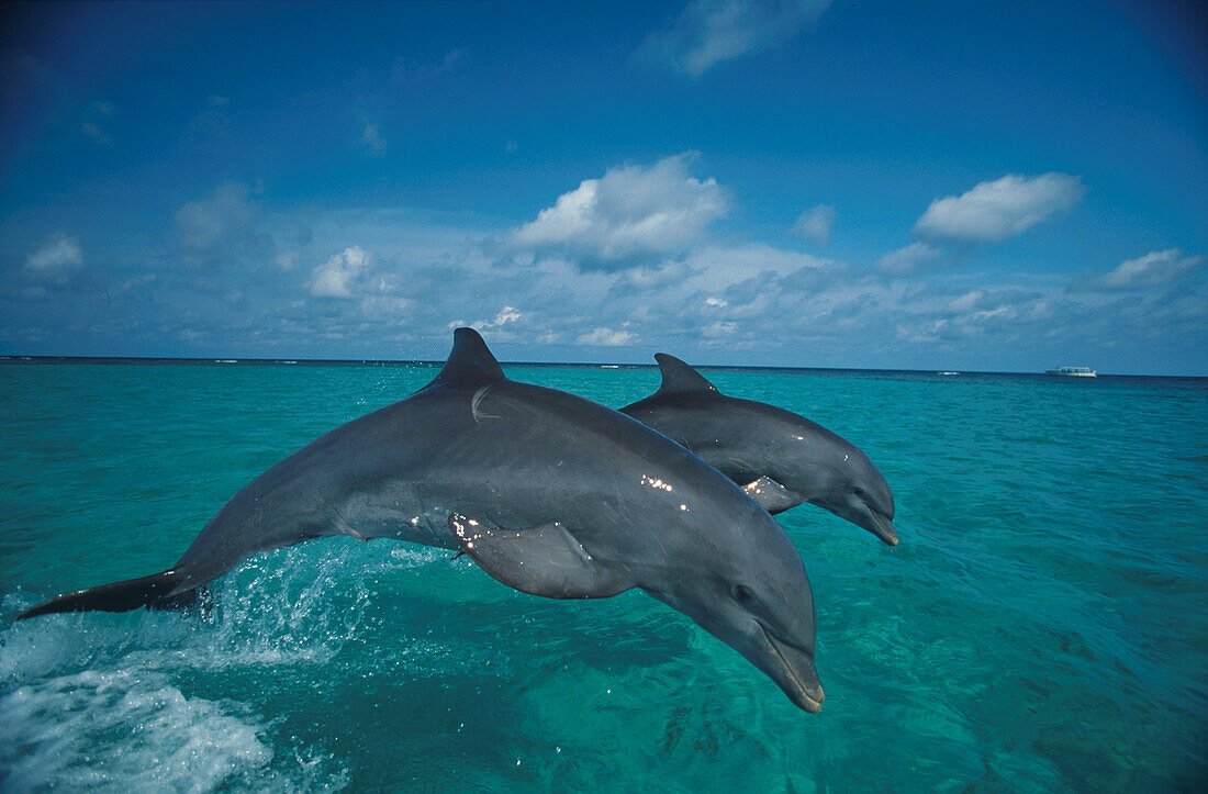 Delphine, Islas de la Bahia, Hunduras, Caribbean