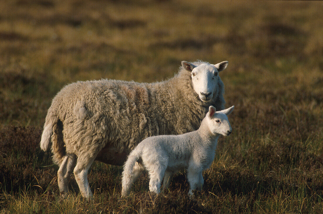 Scottish sheep with lamb, Scotland, Great Britain