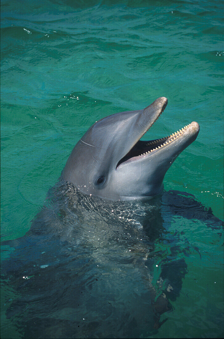 Delphin, Islas de la Bahia, Hunduras, Karibik