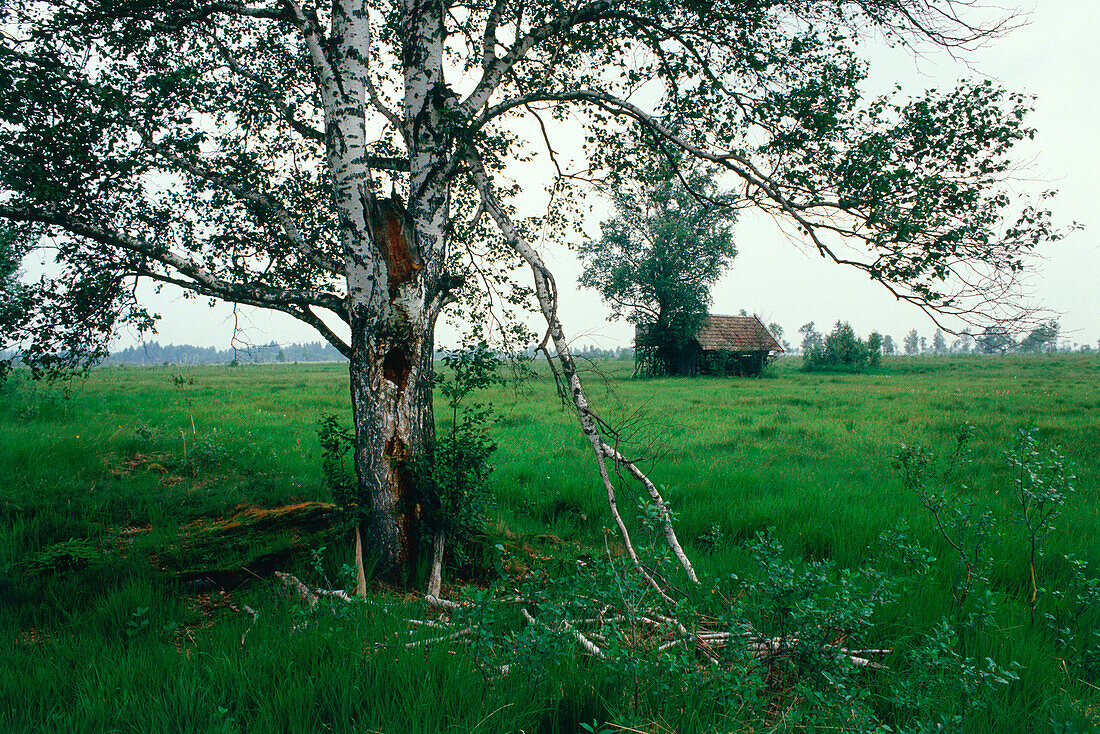 Birch tree with broken boughs