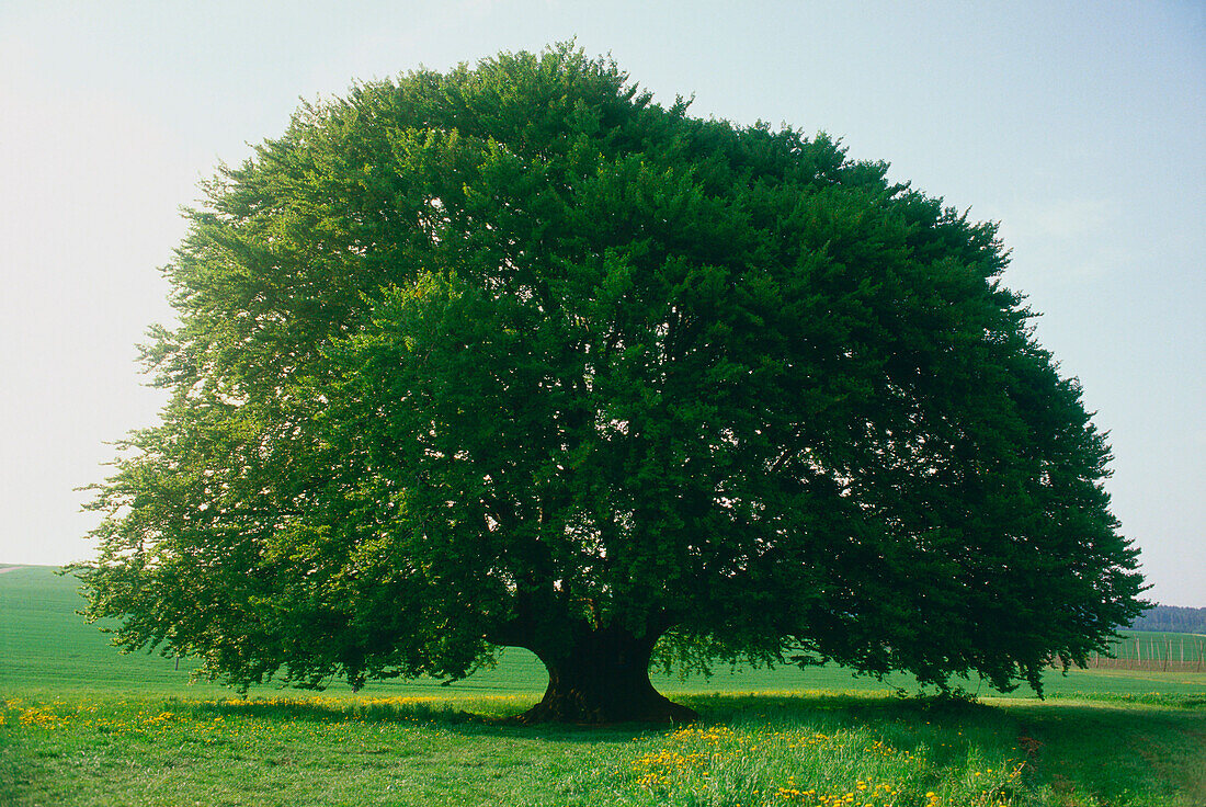 Single deciduous tree