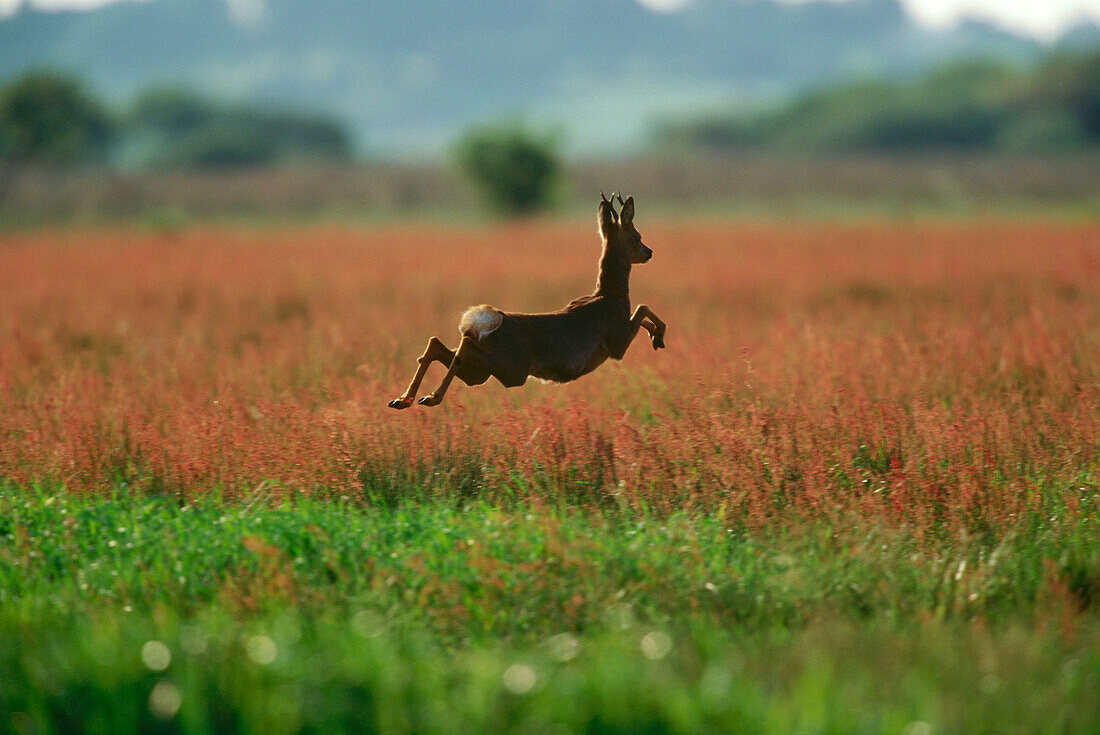 Springender Rehbock, Capreolus capreolus, Seitenansicht