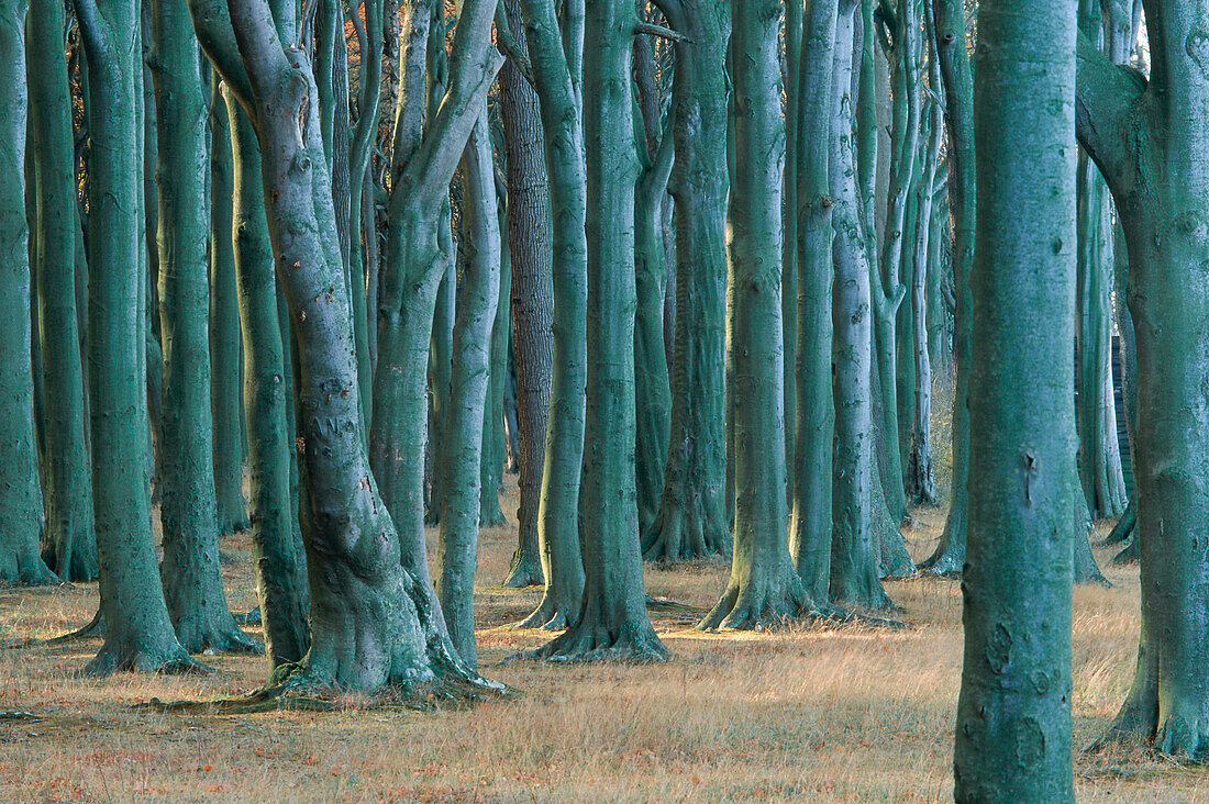 Baumstämme in einem Buchenwald