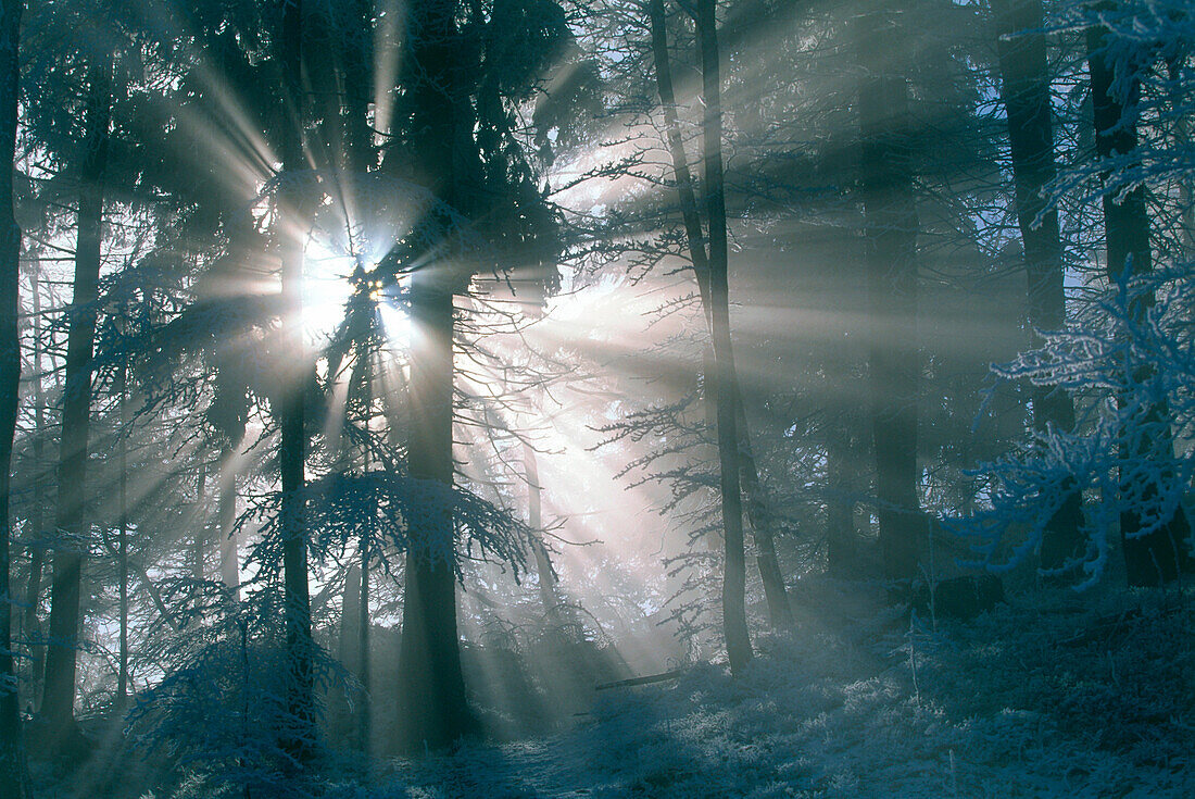 Sonnenstrahlen brechen sich im Wald