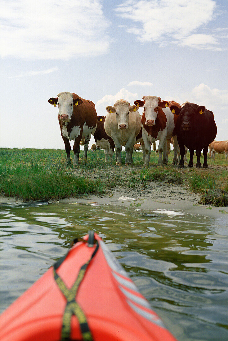 Cows and conoe on Prerowstrom, Bodstedter Bodden, Fischland-Darss-Zingst Mecklenburg-Western Pomerania, Germany