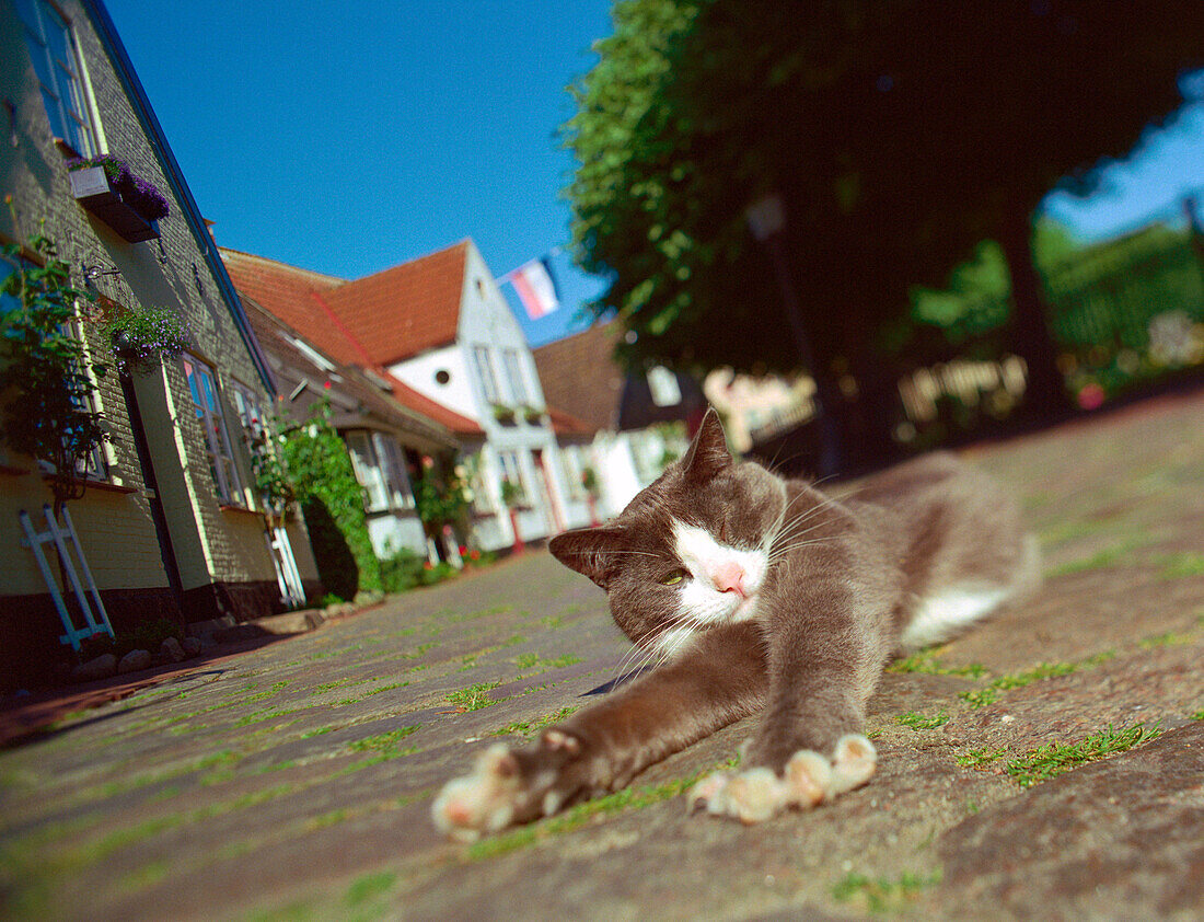 Cat stretch out on cobblestone, Schleswig, Holm Schleswig-Holstein, Germany