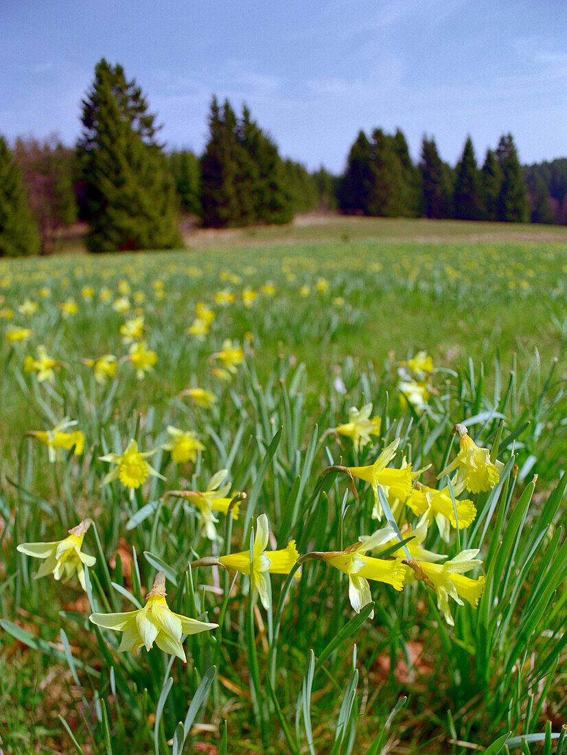 Field of duffodils, Wuestebachtal, Eifel, Germany
