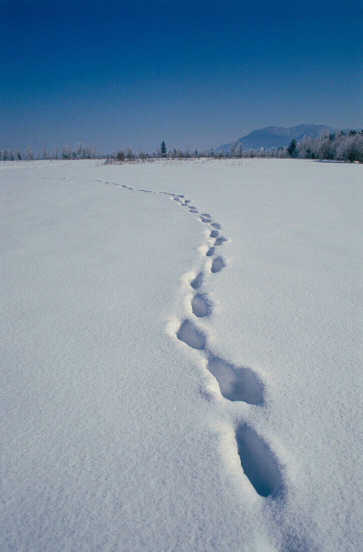 Tracks in winter scenery, Upper Bavaria, Germany