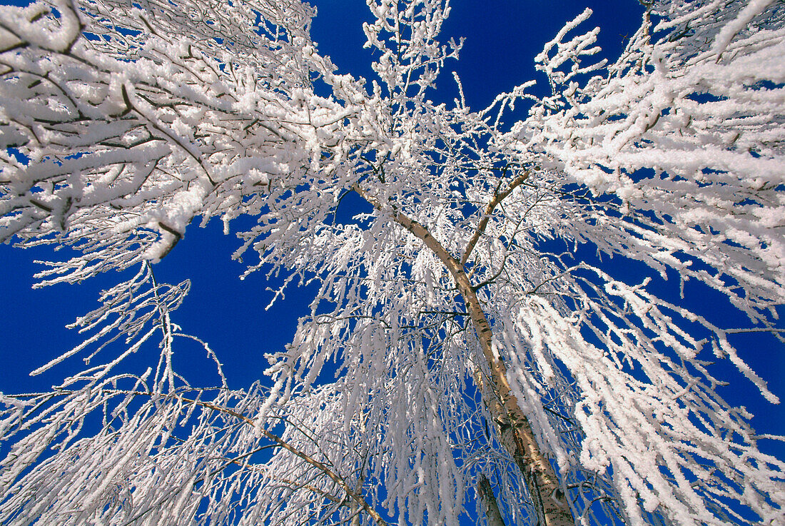 Birch coverd with glazed frost, Upper Bavaria, Germany