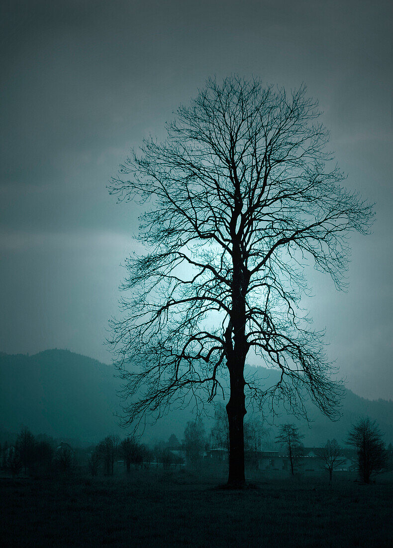 Laubloser Baum in düsterer Stimmung
