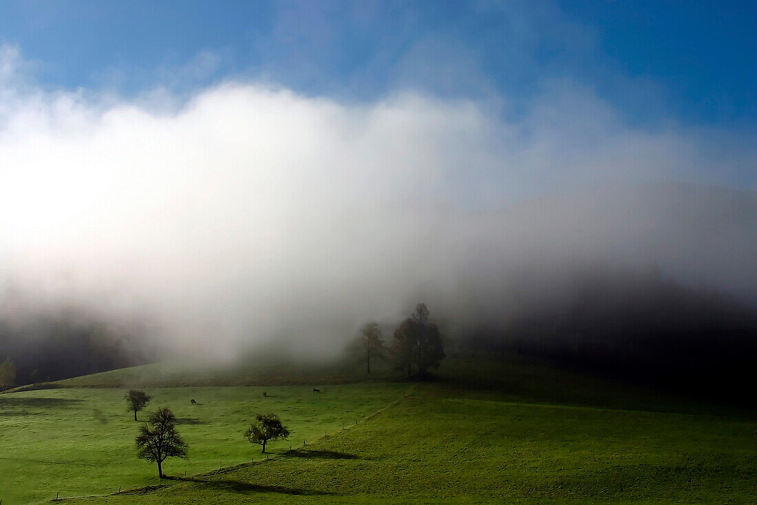 Morning fog, Kirnbachtal, Black Forest, Baden-Wuerttemberg, Germany