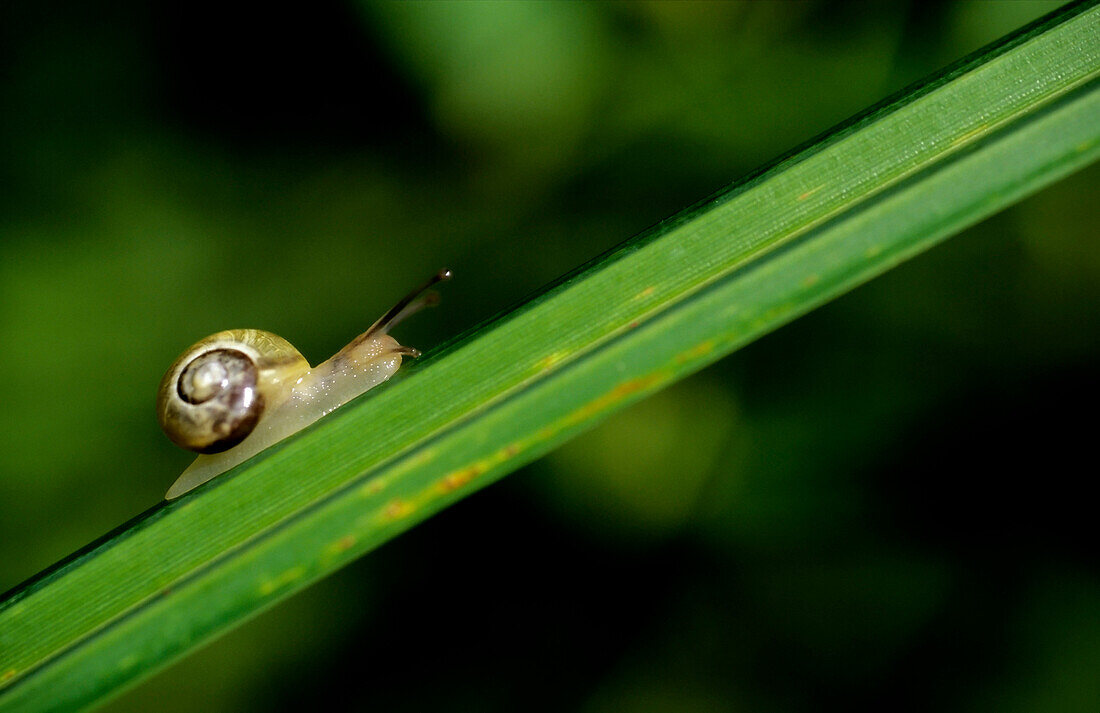 Snail on a blade of Gras, Outdoor, Baden-Wuerttemberg, Germany