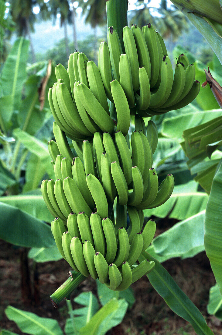 Bananenbaum mit Bananen, St. Lucia, Karibik, Amerika