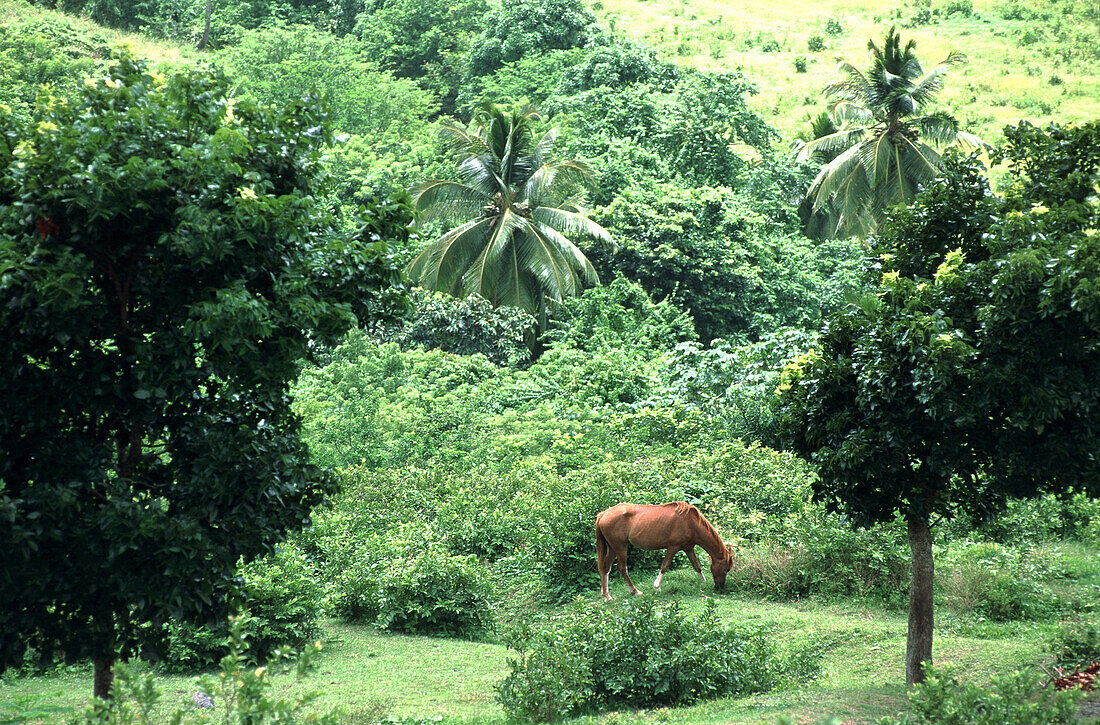 Horse between trees, St. Lucia, Caribbean