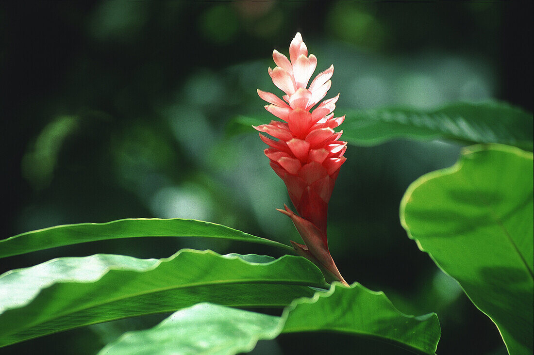 Flower at tropical garden at Bonne Terre, St. Lucia, Caribbean, America