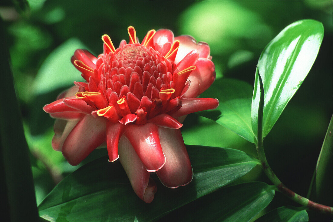 Flower at tropical garden at Bonne Terre, St. Lucia, Caribbean, America