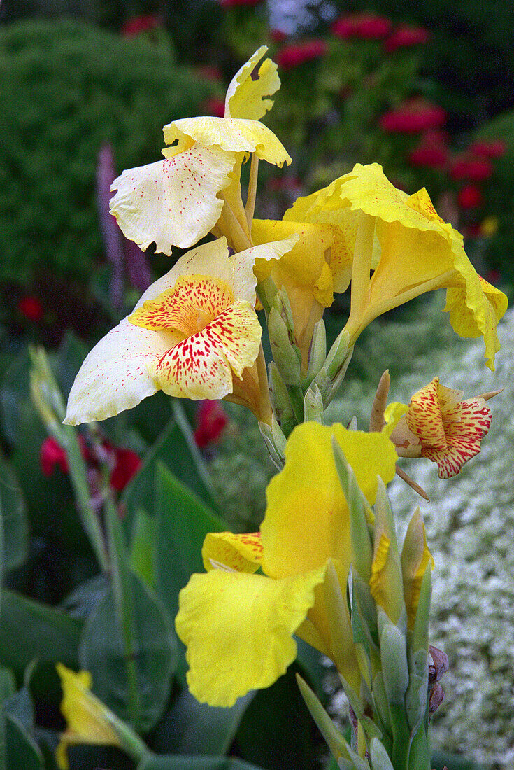 Orchids at botanic garden, Royal Botanic Gardens, Port of Spain, Trinidad, Caribbean, America